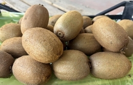 Dev Kiviler Avrupa Pazarını Sallıyor!