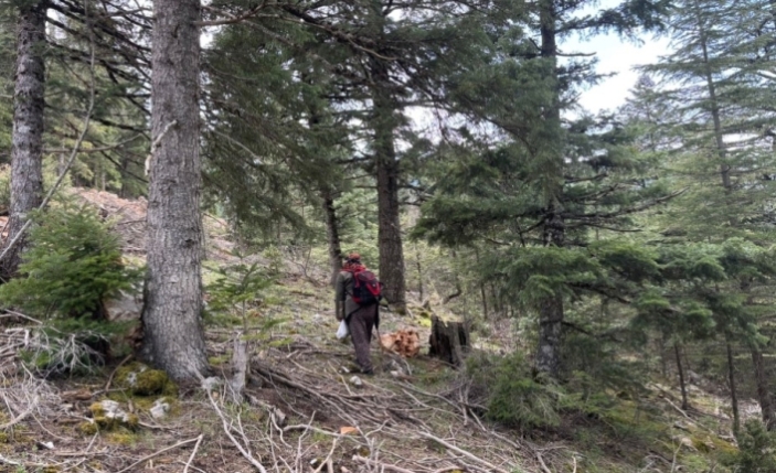 Toroslar'da "Hazine" Mesaisi Başladı: Kilogramı 1.500 TL!